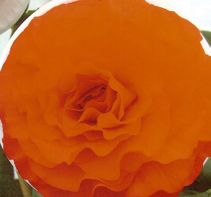 B. ‘Dr. E. Catterall’